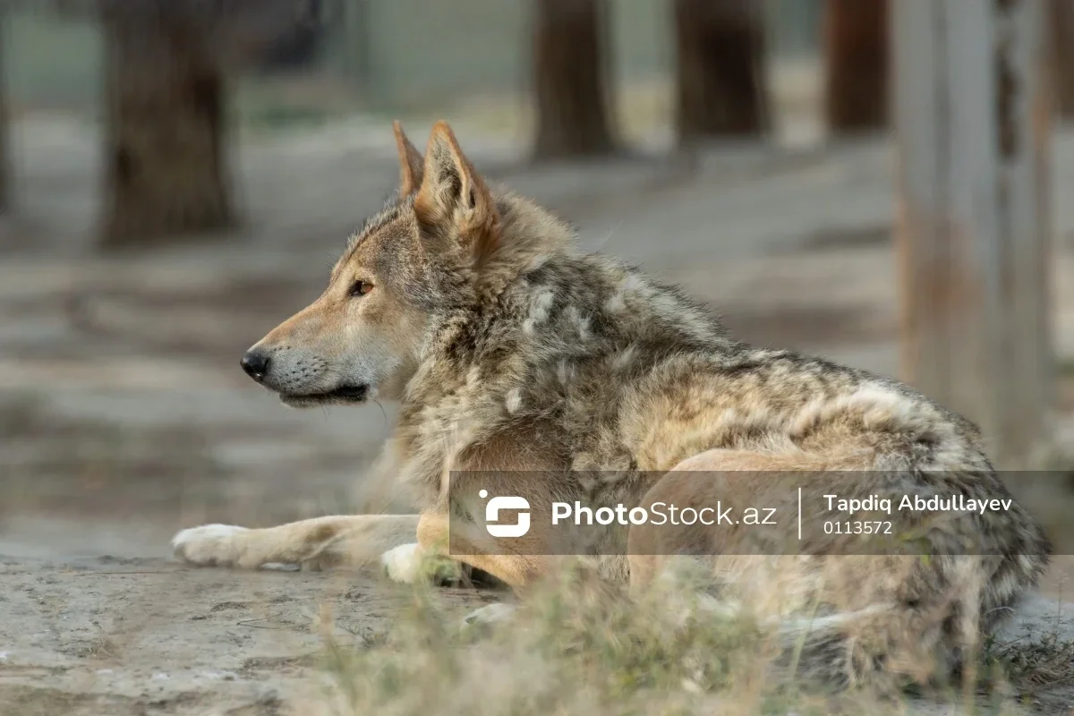 В США малыш пролез в вольер к волку, пока родители смотрели в телефон