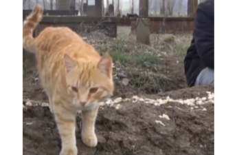 Günlərdir ölən sahiblərinin məzarından AYRILMIRLAR - VİDEO