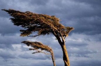 Синоптики предупредили об усилении ветра