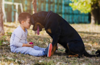 Ev heyvanları uşaqlar üçün nə qədər təhlükəlidir? - həkimdən XƏBƏRDARLIQ