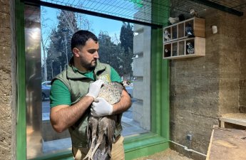 В Баку из детского развлекательного центра изъяли животных