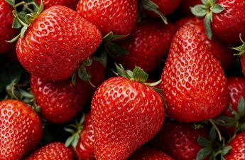 Dərman vurulan çiyələklər görün nə hala düşdü - VİDEO