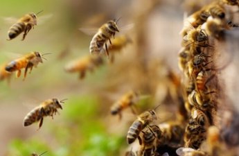 Azərbaycan arıçılığı üçün Orta Asiyadan gələn təhlükə: Arı ölümləri niyə artıb? - ARAŞDIRMA