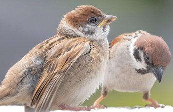 “Sərçələr o vaxt Bakı şəhərində çoxala bilər ki, qarğalar...”-FOTO+ÖZƏL