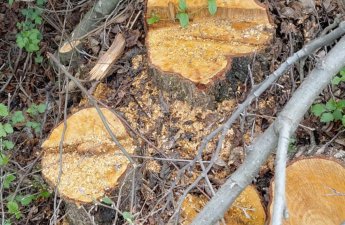 Oğuzda ağacların kəsilməsinə görə cinayət işi başlanıb