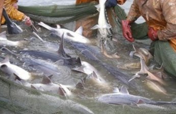 Namibiyada rusiyalı balıqçıların gəmisi saxlanılıb