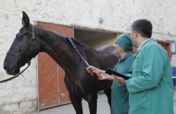 At xəstəlikləri üzrə epizootoloji monitorinqlər aparılacaq