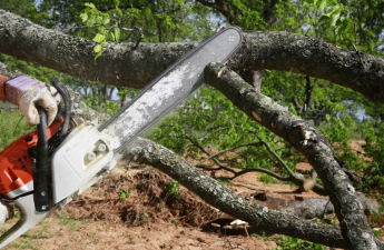 Dövlət Xidməti: Qanunsuz ağac kəsilməsi nəticəsində yaşıllıqlara 133 min manatdan çox ziyan dəyib