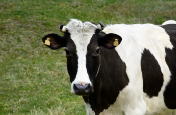 İdentifikasiya olunmamış heyvanların bazarlara daxil olmasına məhdudiyyət tətbiq ediləcək