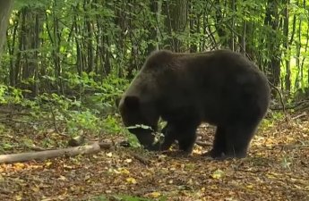 На Аляске на территории военной базы медведь ранил двух солдат