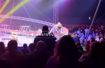 Rusiyada sirkdə pələng tamaşaçıların oturduğu zonaya girdi - Video