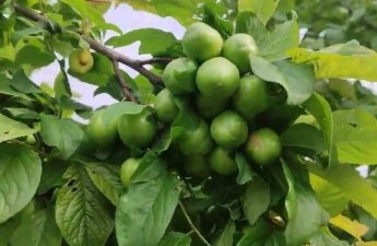 Alçanın qiyməti düşmür: Bahalığın səbəbi nədir?