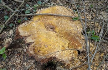 Oğuzda qanunsuz ağac kəsən 3 nəfər saxlanılıb