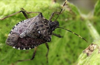 Азербайджан и Грузия будут вместе бороться с опасным вредителем