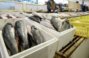 Xaricdən kiloqramı 2 manata alınan balıq niyə 35 manata satılır? - VİDEO