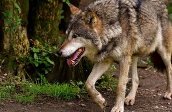 В Имишли стая волков напала на ферму