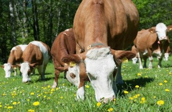 Aşağı qiymətlərlə idxal edilən mal-qara ölkənin ət satışı bazarına təsir göstərəcəkmi?