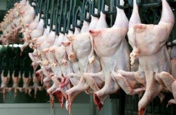 SOS: Bu toyuqlar İNFEKSİYA mənbəyidir – Necə TANIMALI?