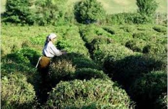 Азербайджан увеличил экспорт чая и сократил импорт