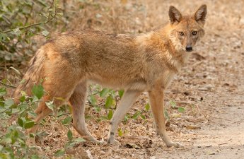 В Уджаре шакал напал на жителей, три человека пострадали
