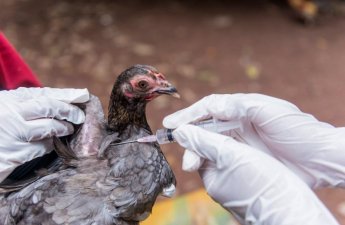 Azərbaycanda quş qripi və Nyukasl xəstəliyinə yoluxma aşkarlanıb?