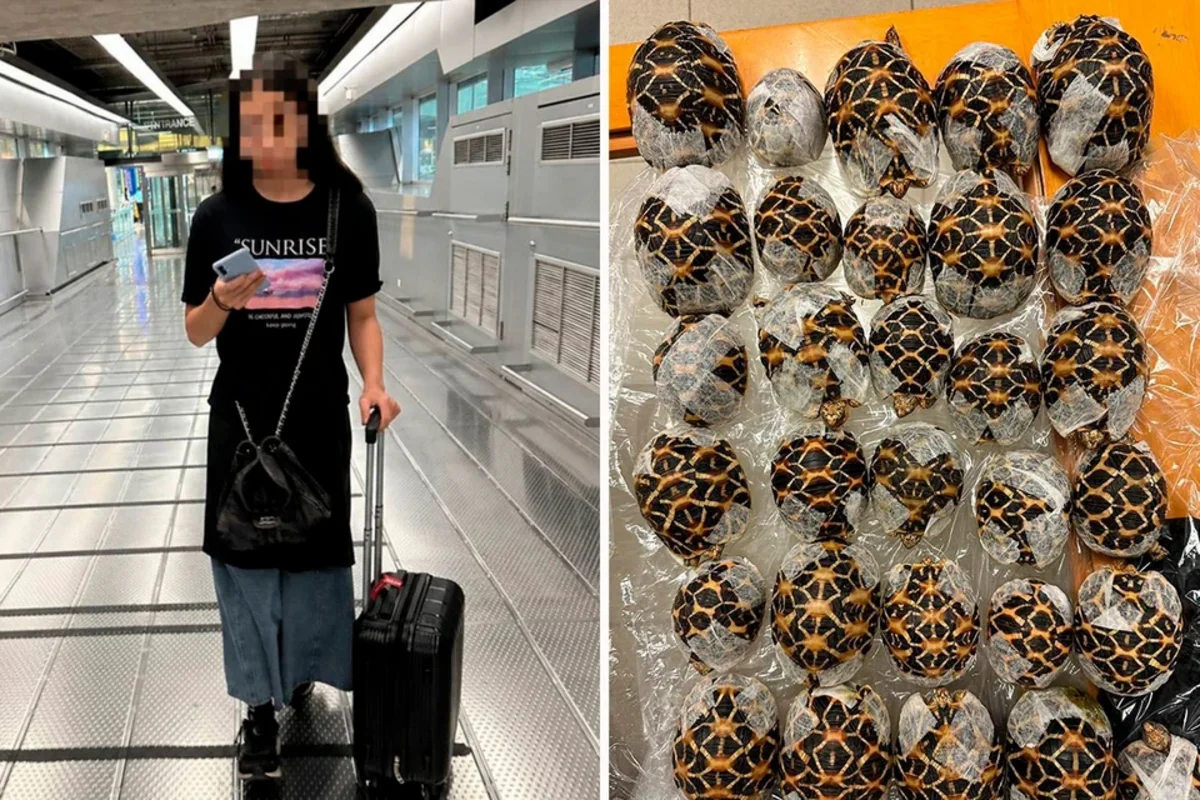 Nadir tısbağaları sərhəddən keçirməyə cəhd edən qadın saxlanıldı - FOTO