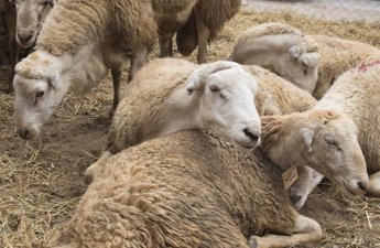 Tələblərə cavab verməyən heyvanlar satış zonasına buraxılmayacaq - VİDEO