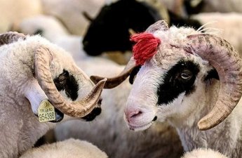 Qurbanlıq bazarında YENİ QAYDALAR qüvvəyə mindi