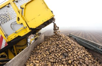 Азербайджанский картофель обанкротил российских аграриев