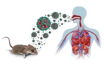 Daha bir gəmidə virus aşkarlandı - Sərnişilər təxliyə olundu