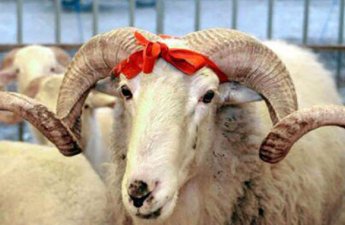 Qurbanlıq heyvanların satışı və kəsimi xidmətləri göstəriləcək ünvanların SİYAHISI