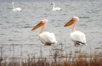 В Узбекистане поймали и съели двух краснокнижных розовых пеликанов
