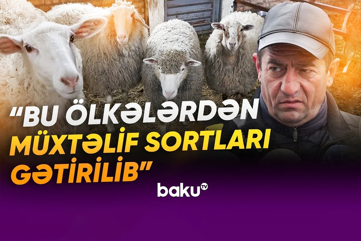 Laçının sənaye müəssisələri: Yaxın gələcək üçün hansı planlar nəzərdə tutulub? - VİDEO