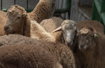 Qurban bayramı ilə bağlı hazırlıq işləri yekunlaşıb