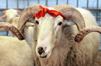 Qurban bayramı ilə bağlı fətva verildi
