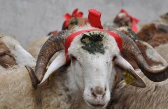Qurban payını bu şəxslərə vermək olmaz - XƏBƏRDARLIQ!
