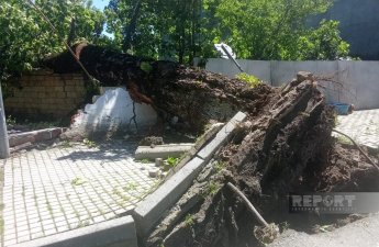 İsmayıllıda güclü külək irigövdəli ağacları aşırıb - FOTO