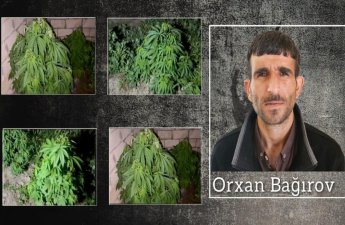 Salyanda çətənə kolları yetişdirən şəxs həbs edildi