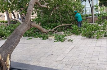 В Баку сильный ветер повалил десятки деревьев - ФОТО/ВИДЕО
