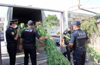 В Гахе уничтожено более 4 тонн кустов конопли