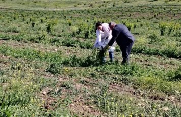 AQTA azad olunan ərazilərdə fitosanitar monitorinqlər keçirdi - FOTO