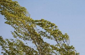 В Баку усилился ветер