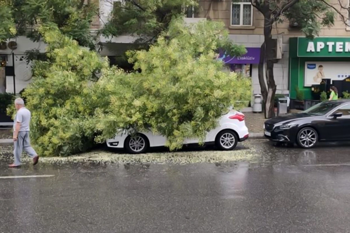 Bakıda ağac avtomobilin üzərinə aşdı