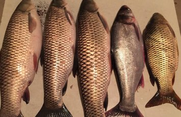 Azərbaycanda tükürpədici biznes: Balıqlara yem əvəzinə görün nə verilir