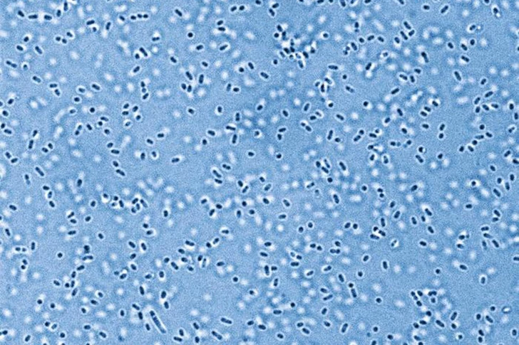 Ученые впервые разбудили древние микроорганизмы из вечной мерзлоты