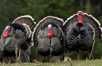 Azərbaycan Rusiyadan hindtoyuğu ətinin alışını kəskin artırıb