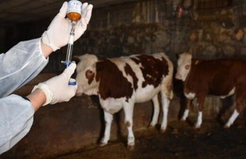 Mal-qara üçün 3,1 milyon manatlıq peyvənd alınacaq