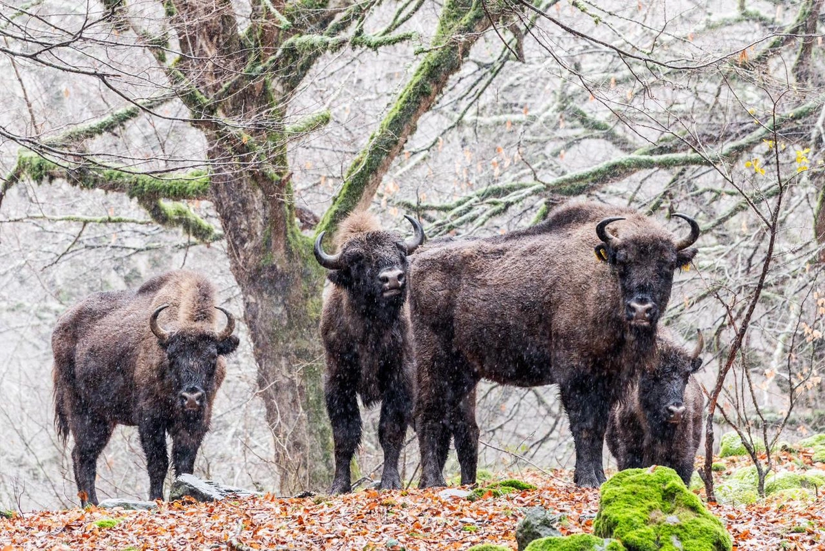 В Исмайыллинском районе организован лагерь 