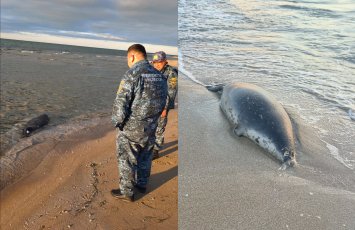 В Казахстане на берегу Каспийского моря экологи нашли 112 погибших тюленей