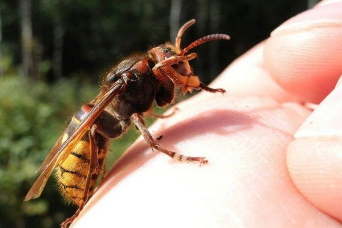 Житель Шахбуза умер от укуса пчелы